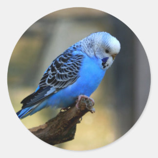 Blue Budgie Ronde Sticker