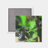 Blue Butterfly Magnet Magneet (Voorkant / Achterkant)