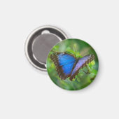 Blue Butterfly Magnet Magneet (Voorkant / Achterkant)