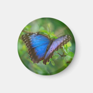 Blue Butterfly Magnet Magneet