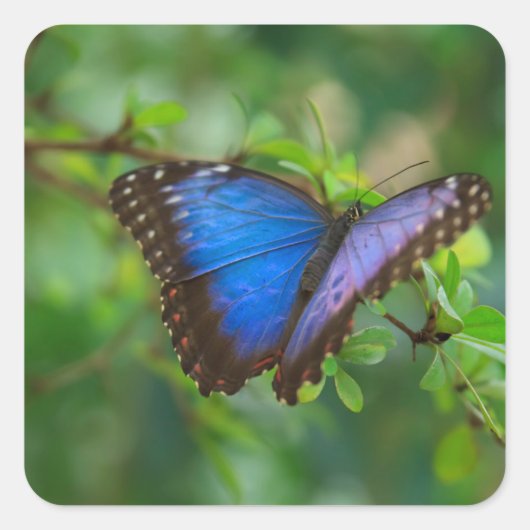 Blue Butterfly-stickers Vierkante Sticker (Voorkant)