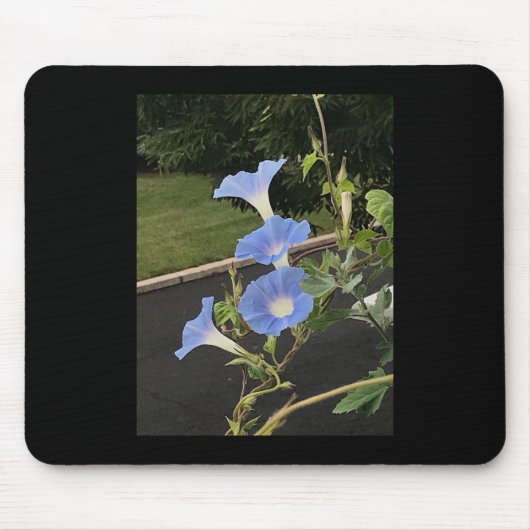 Blue Cascade Morning Glory Muismat (Voorkant)