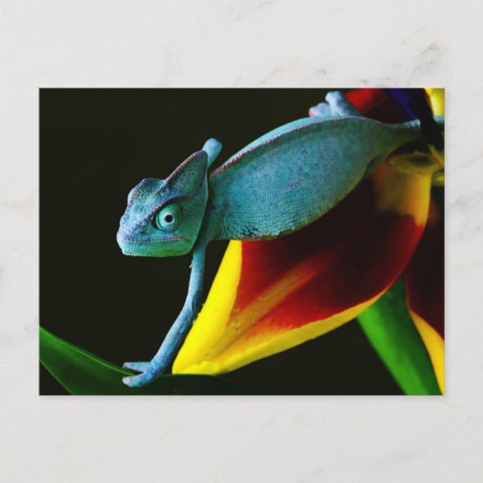 Blue Chameleon Briefkaart (Voorkant)