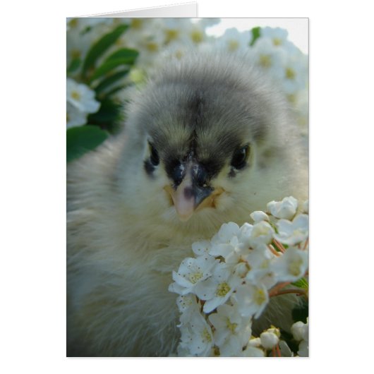 Blue Cochin Chick (Voorkant)