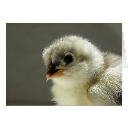 Blue Cochin Chick (Voorkant Horizontaal)
