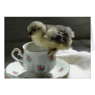Blue Cochin Chick