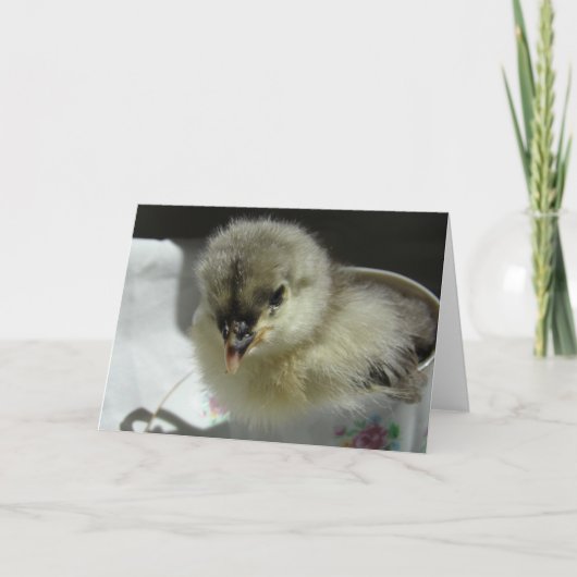 Blue Cochin Chick in a Teacup Kaart (Voorkant)