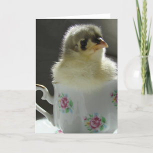 Blue Cochin Chick in a Teacup Kaart