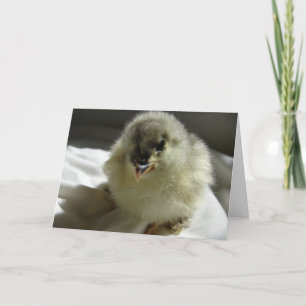 Blue Cochin Chick Kaart