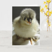 Blue Cochin Chick Kaart (Gele Bloem)