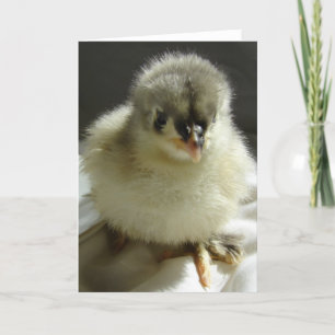 Blue Cochin Chick Kaart