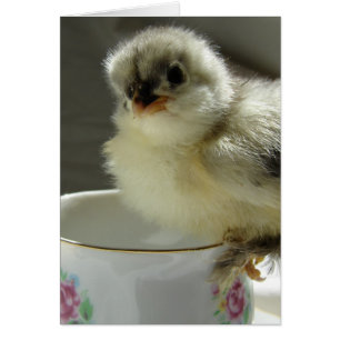 Blue Cochin Chick op Teacup