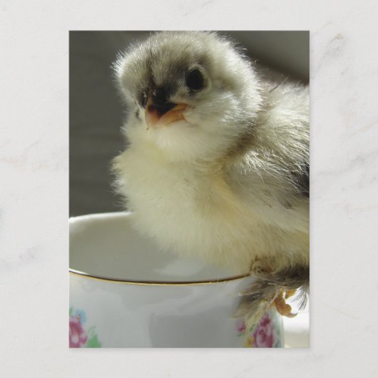 Blue Cochin Chick op Teacup Briefkaart (Voorkant)