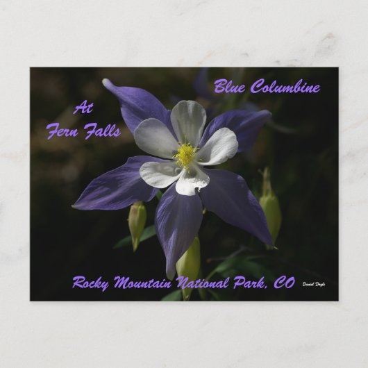 Blue Columbine op Herfsten van Fern Briefkaart (Voorkant)