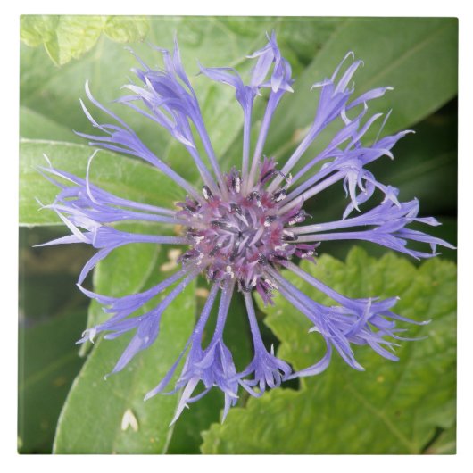 Blue Cornflower Tile Tegeltje (Voorkant)
