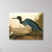 Blue Crane Heron Audubon Painting Canvas Afdruk (Voorkant)