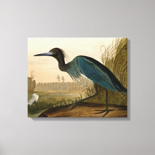 Blue Crane Heron Audubon Painting Canvas Afdruk