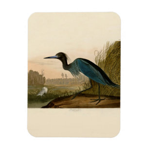Blue Crane Heron Audubon Painting Magneet