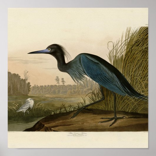 Blue Crane Heron Audubon Painting Poster (Voorkant)