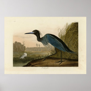 Blue Crane, Heron, van Audubon's Birds of America Poster