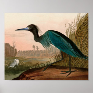 Blue Crane of Heron Birds of America Audubon Print