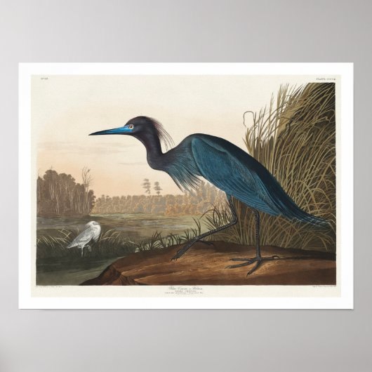 Blue Crane of Heron door Poster van Audubon (Voorkant)