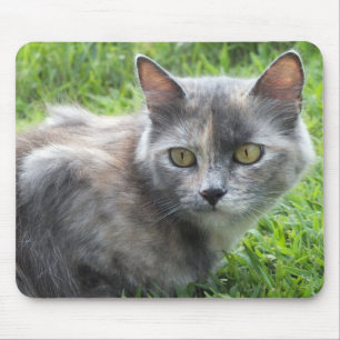 Blue Cream - Tortie Kat Muismat
