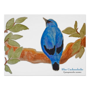 Blue Cuckooshrike op tak Waterverf Vogel Perfect Poster