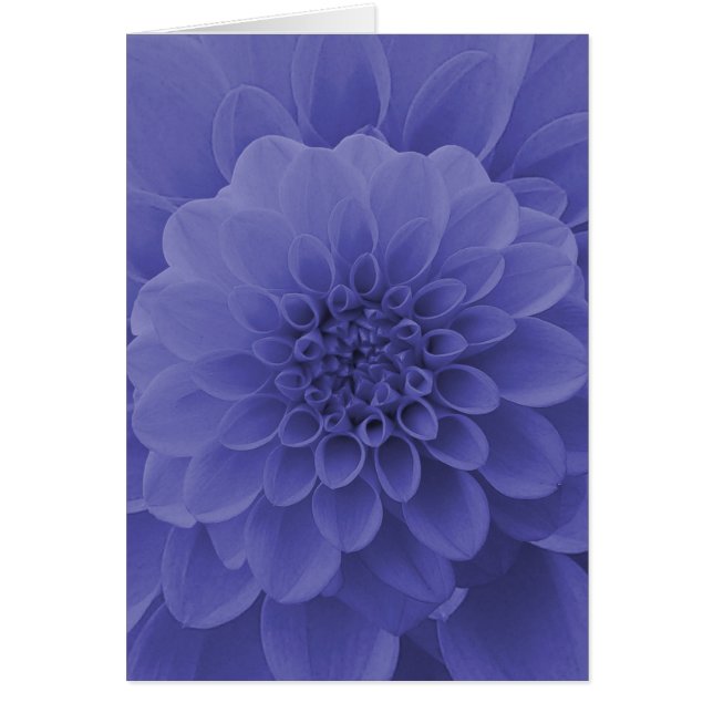 Blue Dahlia (Voorkant)