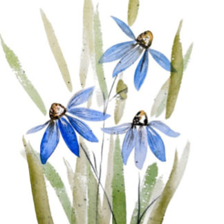 Blue Daisies Sandstone Onderzetter