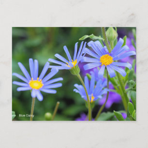 Blue Daisy [Briefkaart] Briefkaart