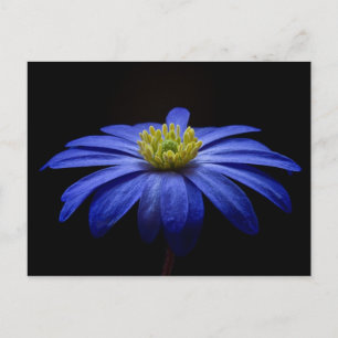 Blue Daisy Gerbera Flower op een zwarte achtergron Briefkaart
