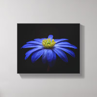 Blue Daisy Gerbera Flower op een zwarte achtergron