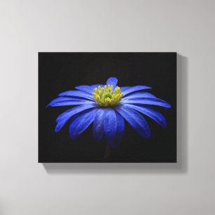 Blue Daisy Gerbera Flower op een zwarte achtergron Canvas Afdruk