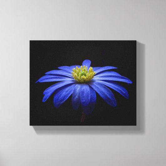 Blue Daisy Gerbera Flower op een zwarte achtergron Canvas Afdruk (Voorkant)
