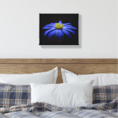 Blue Daisy Gerbera Flower op een zwarte achtergron Canvas Afdruk (Insitu (Slaapkamer))