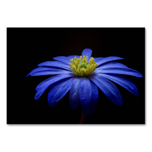 Blue Daisy Gerbera Flower op een zwarte achtergron Kaart