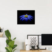 Blue Daisy Gerbera Flower op een zwarte achtergron Poster (Thuiskantoor)