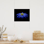 Blue Daisy Gerbera Flower op een zwarte achtergron Poster (Keuken)