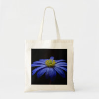 Blue Daisy Gerbera Flower op een zwarte achtergron