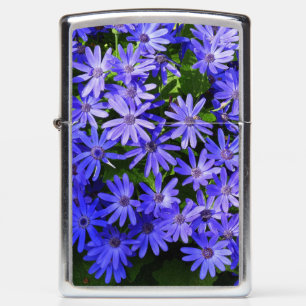 Blue Daisy-like Flowers Natuur Fotografie