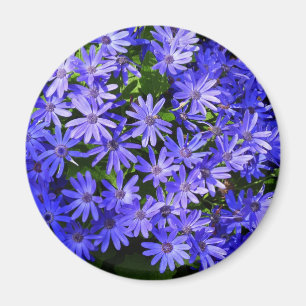 Blue Daisy-like Flowers Natuur Fotografie Magneet