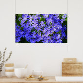 Blue Daisy-like Flowers Natuur Fotografie Poster (Keuken)