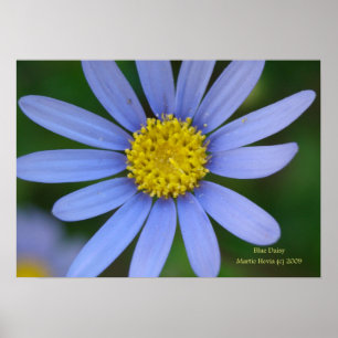 Blue Daisy Print - Selecteer uw Lijst