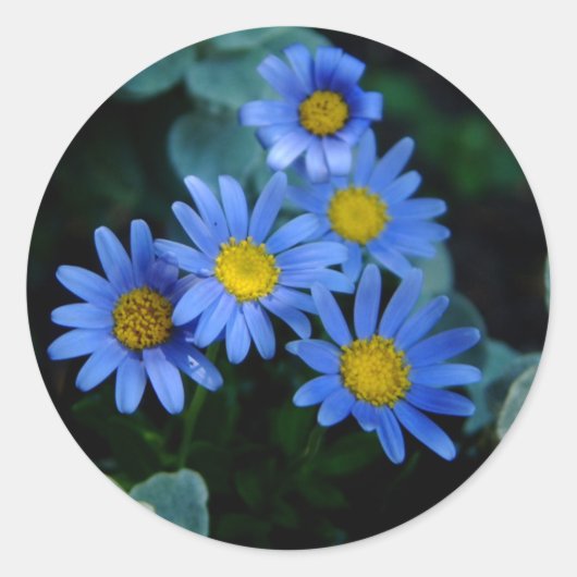 Blue Daisy Stickers (Voorkant)