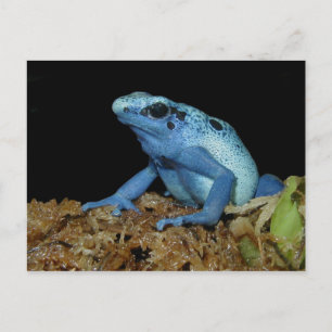 Blue Dart Frog (Dendrobates azureus).jpg Briefkaart