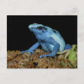 Blue Dart Frog (Dendrobates azureus).jpg Briefkaart (Voorkant)