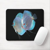Blue Diamond Discus fish, No.01 Muismat (Met muis)