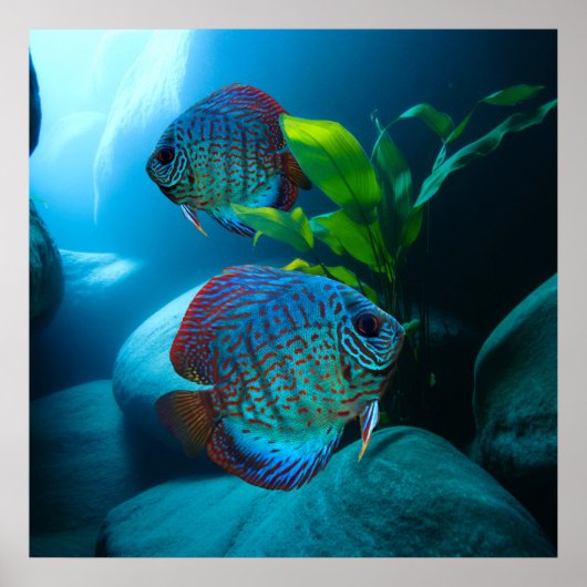 Blue Discus Fish Aquarium Fish Tank Art Poster (Voorkant)