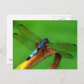 Blue Dragonfly Briefkaart (Voorkant / Achterkant)